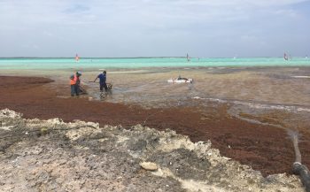 Geen sargassum aan 'andere' kant van Bonaire