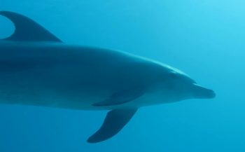 Carl Churchgarden - Close encounter met dolfijn in Hurghada
