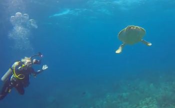 Diana van den Heuvel - Mooie duik aan de oostkant van Bonaire