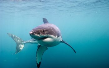 Great White Shark - nu in het Omniversum