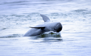 Er is weer hoop voor Irrawaddidolfijnen