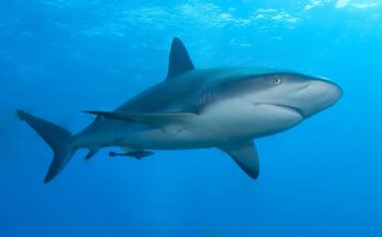 Veel haaienactiviteit tijdens Shark Week