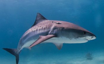 Hoog metaalgehalte bij haaien in Caribisch gebied