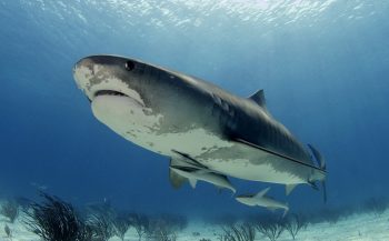 Tiger Beach - Een week vol (tijger)haaien