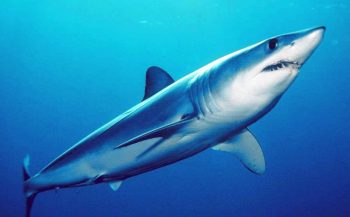 Nieuwe bedreigde haaien- en roggensoorten op CITES-lijst