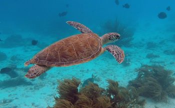 Jurjen Balkema - Missie: Schildpadden op Bonaire