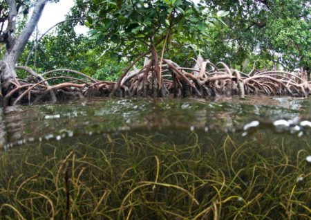 mangroven_WWF_Belize