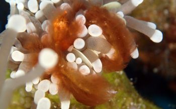 Wouter Hoogerwerf - Van Makassar tot Mantis shrimp
