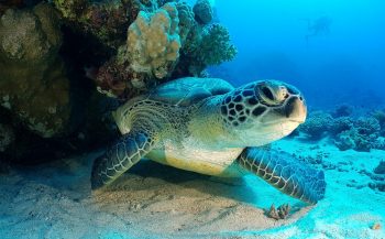 Kleine stukjes plastic al dodelijk voor zeeschildpad