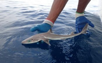 Nieuwe haaiensoort in diepzee ontdekt
