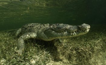 Daan van Schaik - In het water met krokodillen