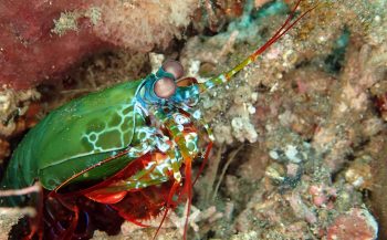 Wouter Hoogerwerf - Van Makassar tot Mantis shrimp (4)