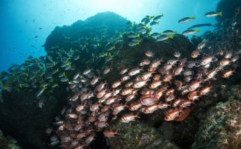 São Vicente: enorme scholen vis, wrakken én kans op manta's!