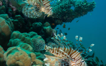 Koraalduivel bedreigt biodiversiteit in Middellandse Zee