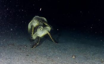 In beeld: Parende schildpadden bij Statia