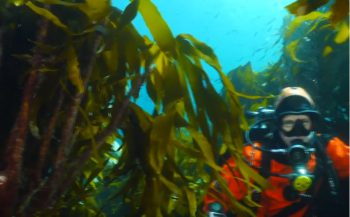 Vlog 'In de Noordzee' - Kelp en koraal