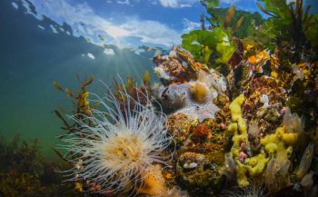 Onderwaterfotografie zonder duikbrevet