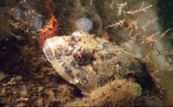 ONK Onderwatervideo 2018 - Sea Fever van Ronald Faber
