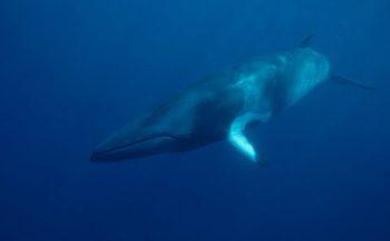 Al meer dan 50 walvissen gedood in beschermd gebied