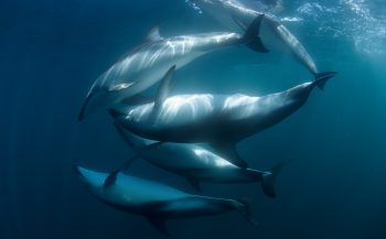 Parende dusky-dolfijnen en een zuidkaper - Het verhaal achter de foto
