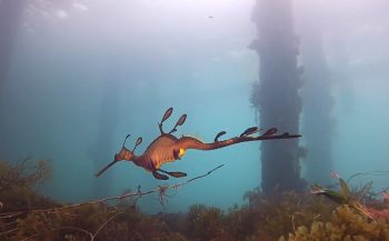 Sverrin Schoonderwoerd - Australia: Blue Ocean