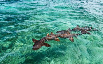 Broedermoord in de haaienwereld