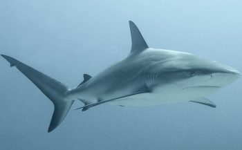Curaçao neemt versneld maatregelen om haaien te beschermen