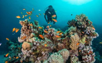 Handboek digitale onderwaterfotografie: «Een never-ending story»