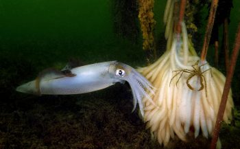 Pijlinktvissen in de Oosterschelde - Het verhaal achter de foto
