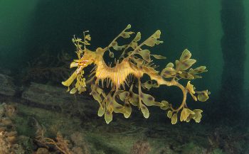 Leafy seadragon - Het verhaal achter de foto