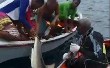 Video van shark finning bij Curaçao duikt op