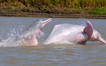 Rivierdolfijnen in Peru voor het eerst van zender voorzien
