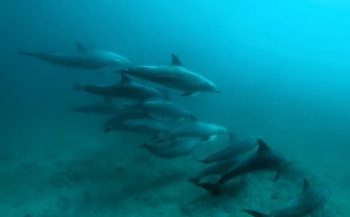 Joost Boerman - Freediving met dolfijnen