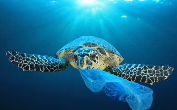 Schildpadden zien plastic aan voor voedsel