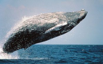 Nieuwe satelliet telt walvissen