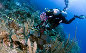Expeditie Saba Bank 2018 - Er komt een koraaltje bij de dokter