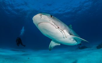 Leendert Smit - Naar de haaien (1)