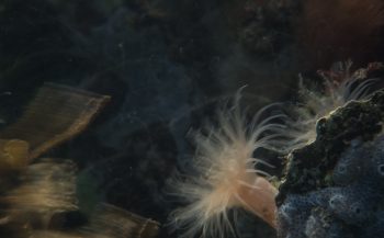 Ad Aleman - Bewegende anemonen