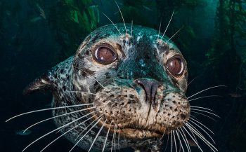 Alex Mustard - een onderwaterfotograaf met passie en visie