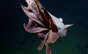 In beeld: Dombo, de octopus