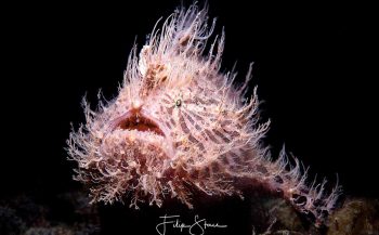 Masterclasses met onderwaterfotograaf Filip Staes