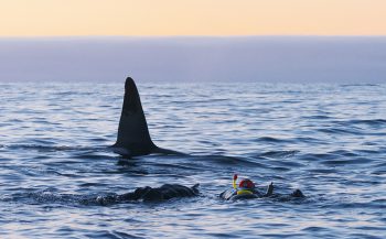 Duikvaker 2019 - Duiken en snorkelen met orka's, walvissen en dolfijnen