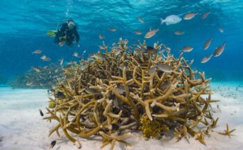 Bonaire Bond bevordert duurzame toekomst en koraalherstel