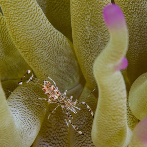 Den Laman Condominiums -Bonaire. foto: Sander van der Heijden