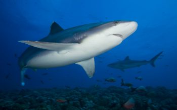 Wat is omgekeerde schaduwwerking bij haaien?