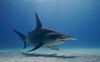 Daan van Schaik - Duiken met haaien in Bimini
