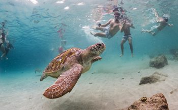 Snorkelen met zeeschildpadden - Het verhaal achter de foto