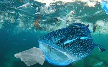 WNF aan VN: kom met verdrag tegen plastic in oceanen