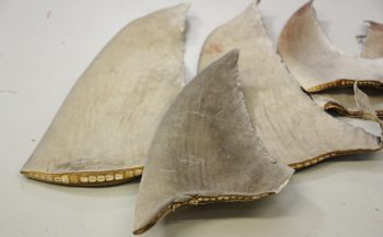 Duizenden haaienvinnen in beslag genomen op Schiphol