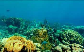 Caribische koraalriffen hard achteruitgegaan in 40 jaar tijd